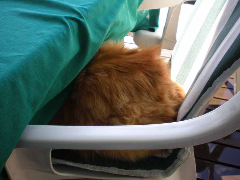 Berra sover med vid bordet
