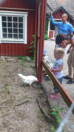 Hönshuset hos Pettsson
